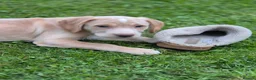 Cockerdor dogs for sale: F1b cockerdors - Advert 3