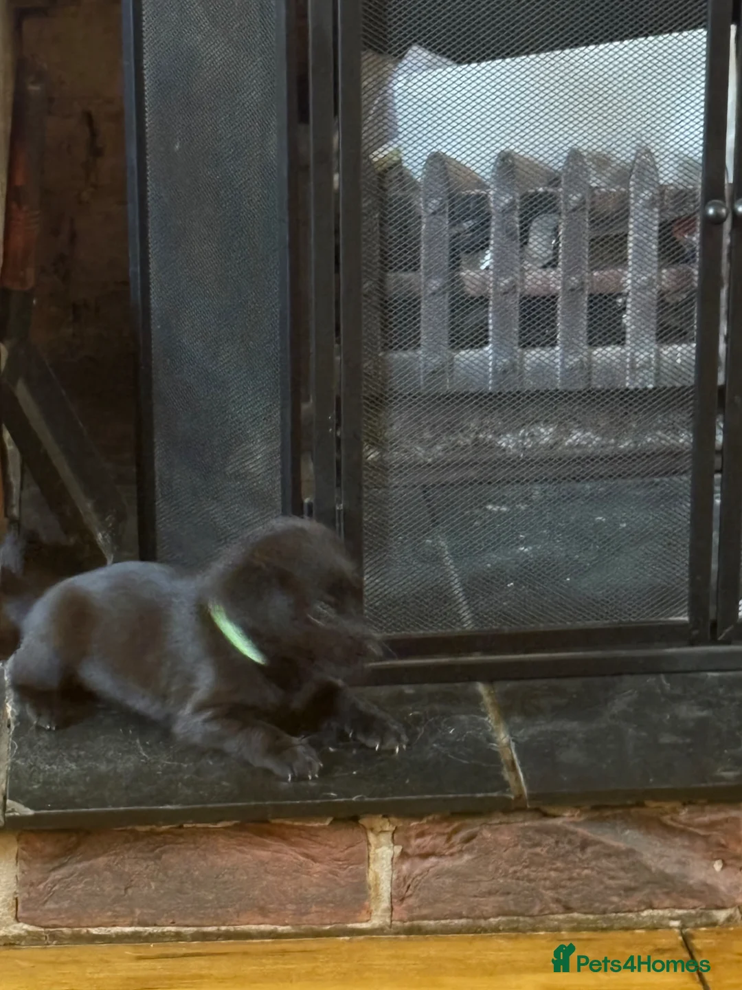 Mixed Breed dogs for sale: Gorgeous Labrador cross pups in Bury Saint Edmunds - Advert 11