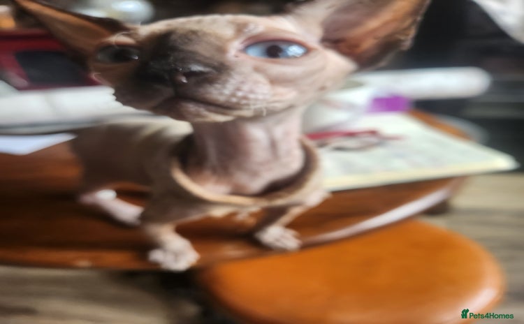 Sphynx cats - Advert 2