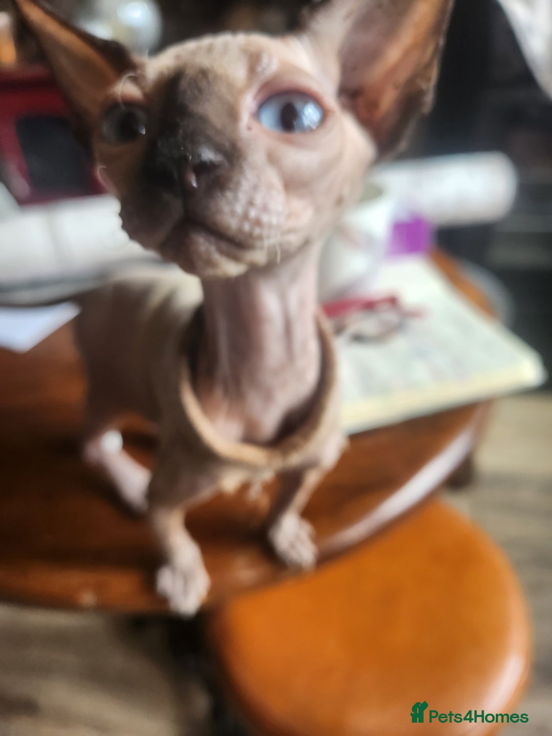 Sphynx cats for sale: Young sphynx female - Image 1