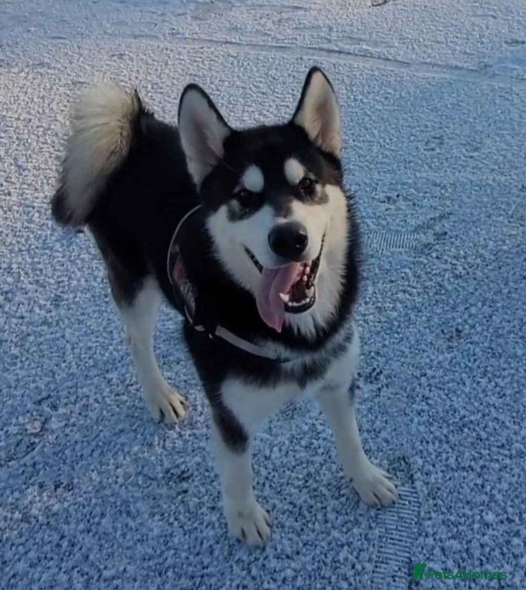 Alaskan Malamute dogs for stud: Proven Alaskan malamute for stud in Sheffield - Advert 12