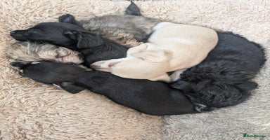 Chipoo dogs - Advert 8