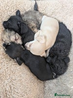 Chipoo dogs - Advert 4