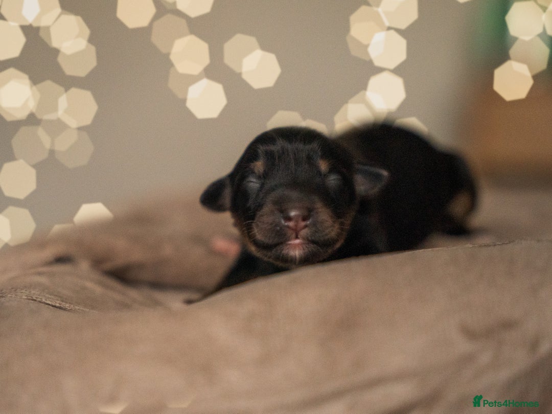 Miniature American Shepherd dogs for sale: MAS Available  - Image 3