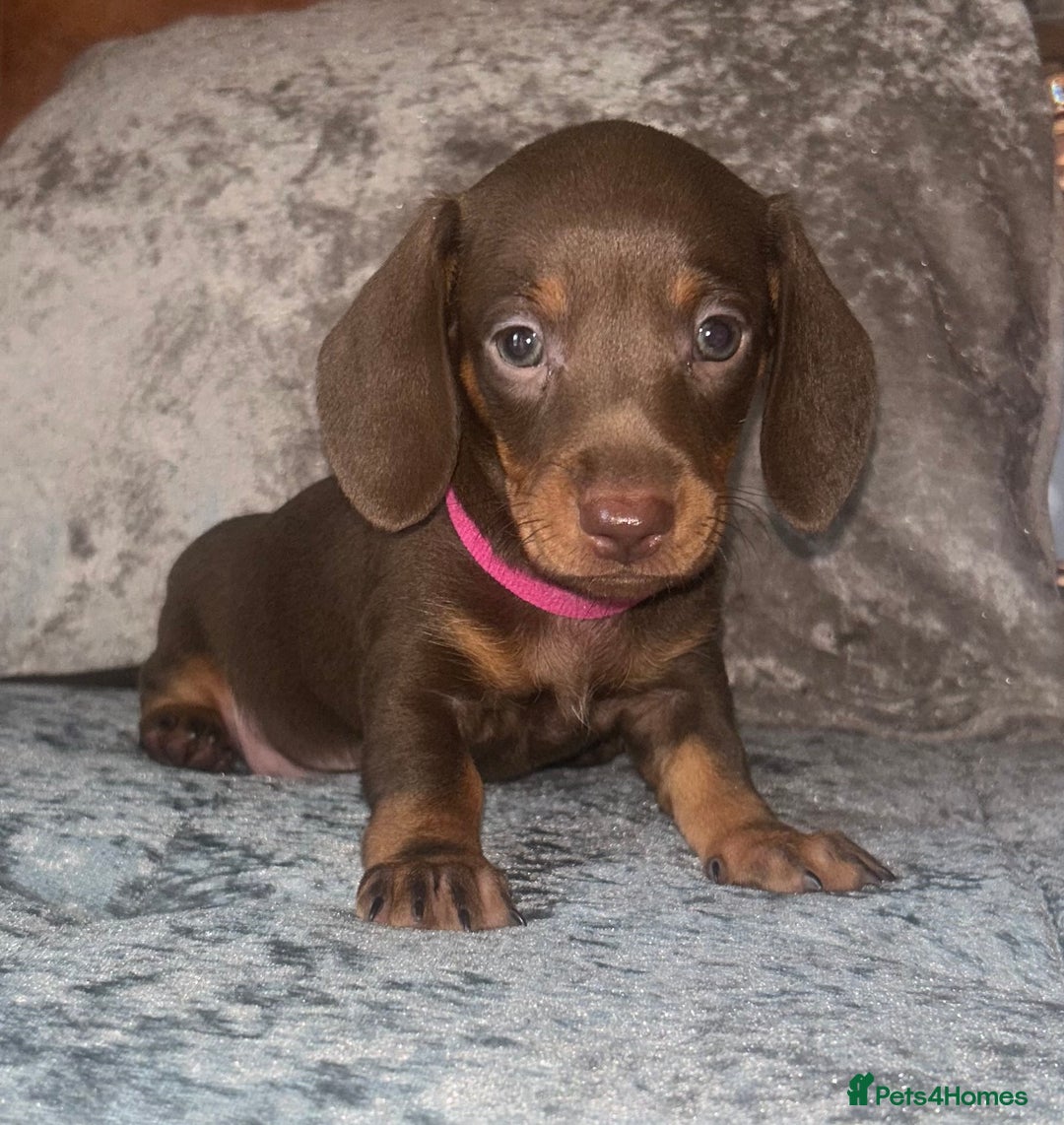 Miniature Dachshund dogs for sale: READY TO LEAVE BLACK/TAN MINIATURE DACHSHUND KC  - Image 6