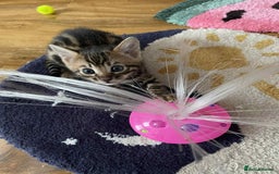 Bengal cats for sale: Bengal  - Image 12