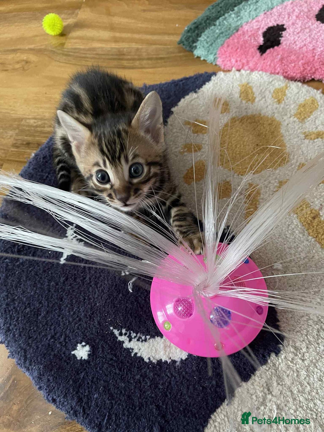 Bengal cats for sale: Bengal  - Image 12