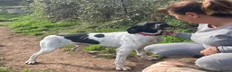 Pointer dogs for adoption: Duke the pocket rocket pointer in Matlock - Advert 9