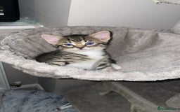 American Shorthair cats for sale: 2 kittens  - Image 4