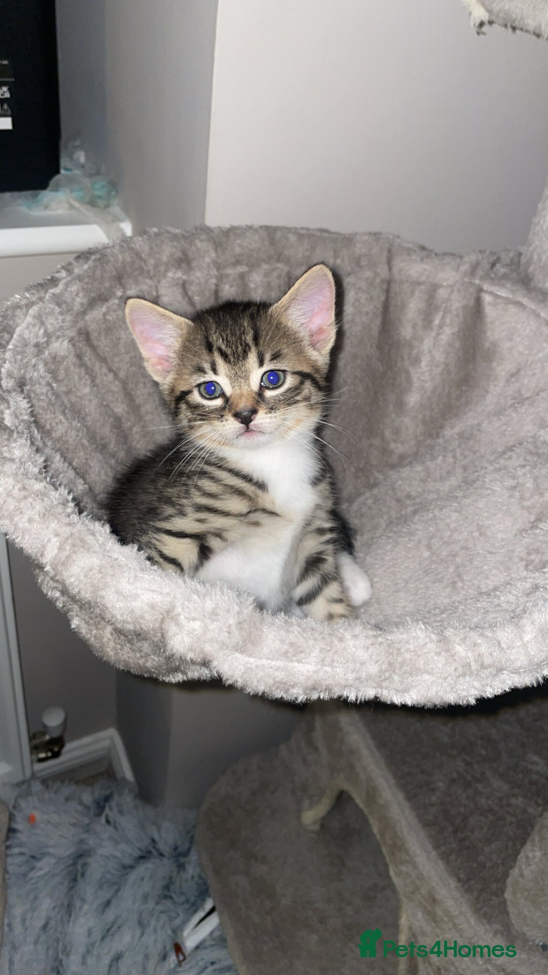 American Shorthair cats for sale: 2 kittens  - Image 4