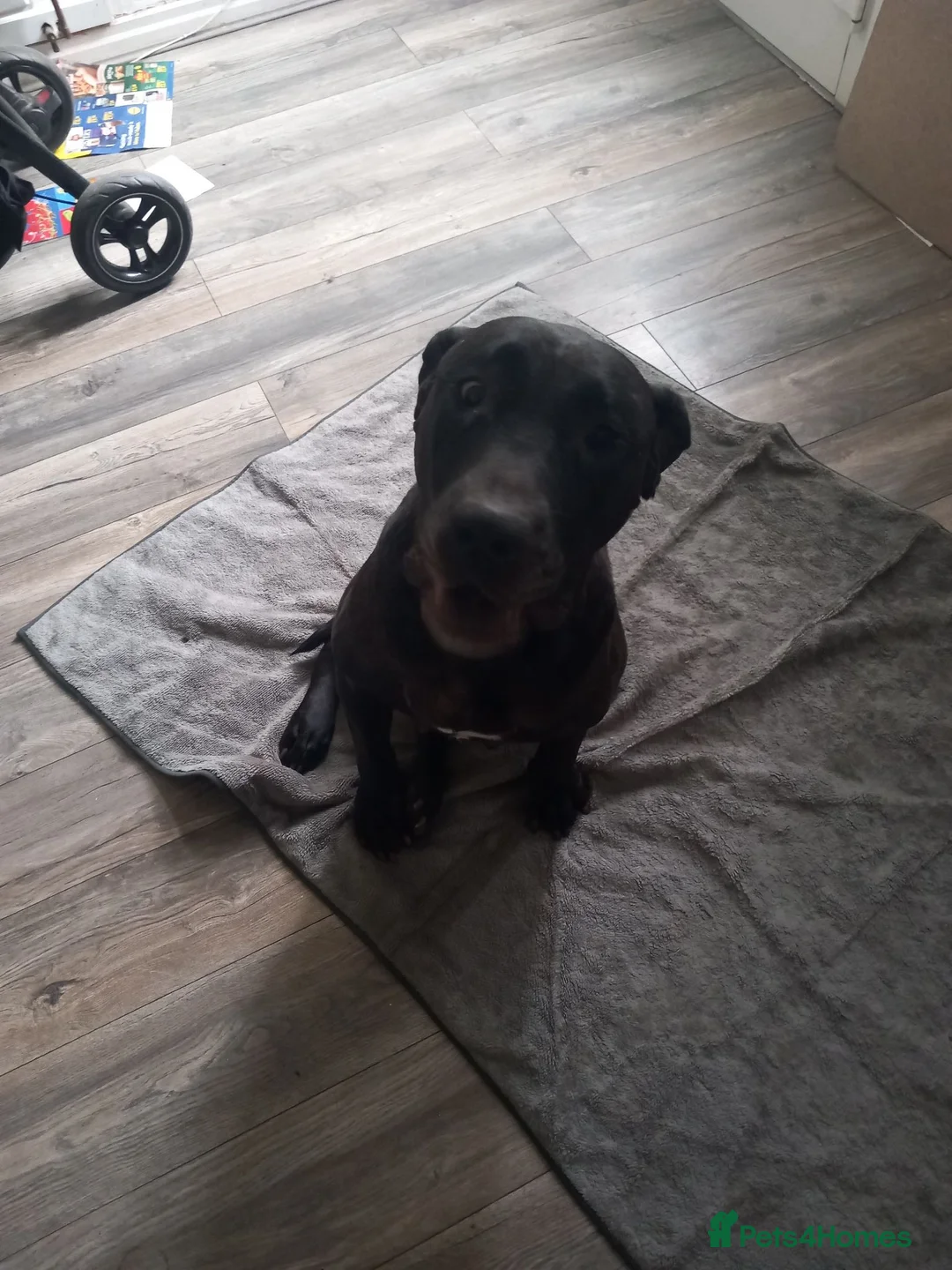Presa Canario dogs for sale: Pressa canario puppies  in Birmingham - Advert 1
