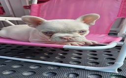 French Bulldog dogs for sale: Pink French bulldog puppies - Image 4