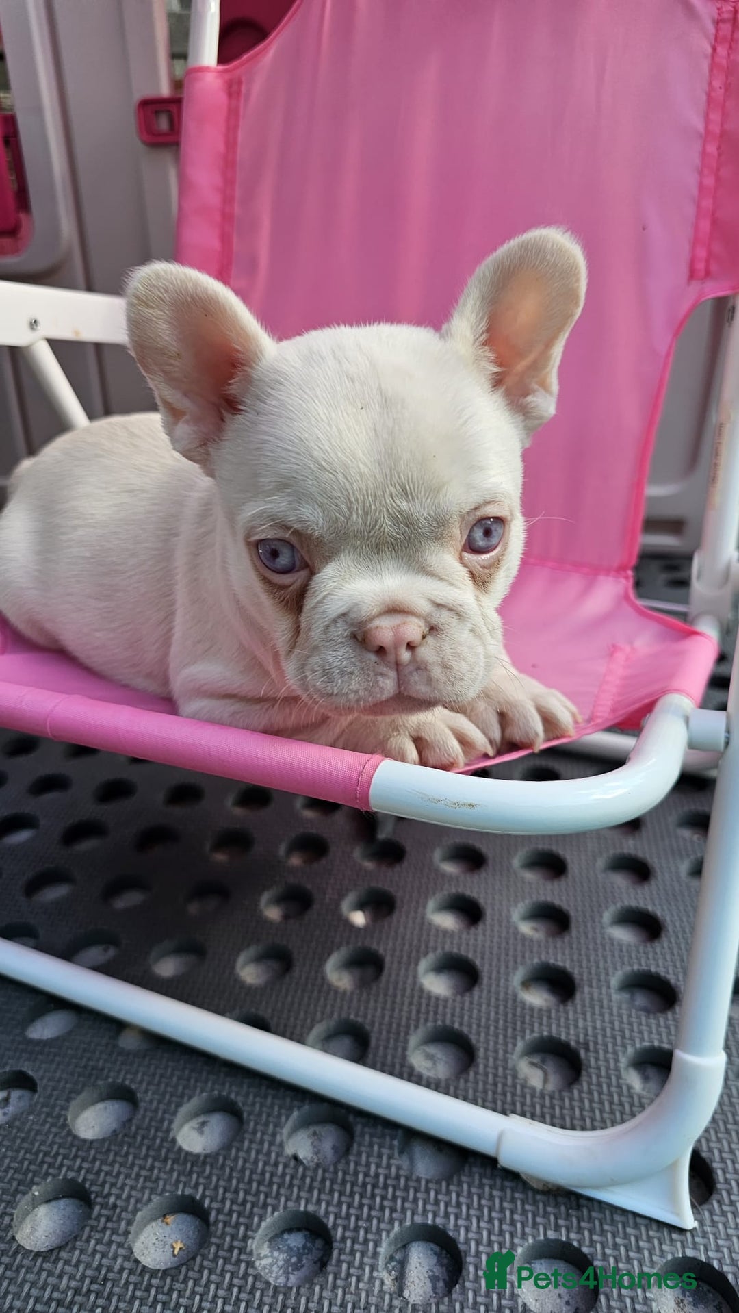 French Bulldog dogs for sale: Pink French bulldog puppies - Image 4