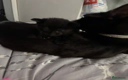 Mixed Breed cats for sale: Kittens for sale  - Image 8