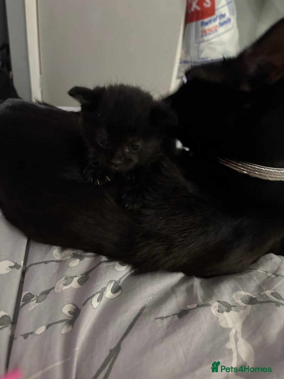 Mixed Breed cats for sale: Kittens for sale  - Image 8