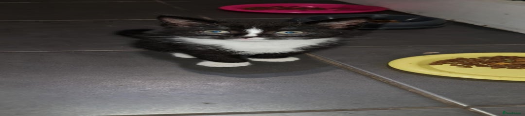 Mixed Breed Kitten 1