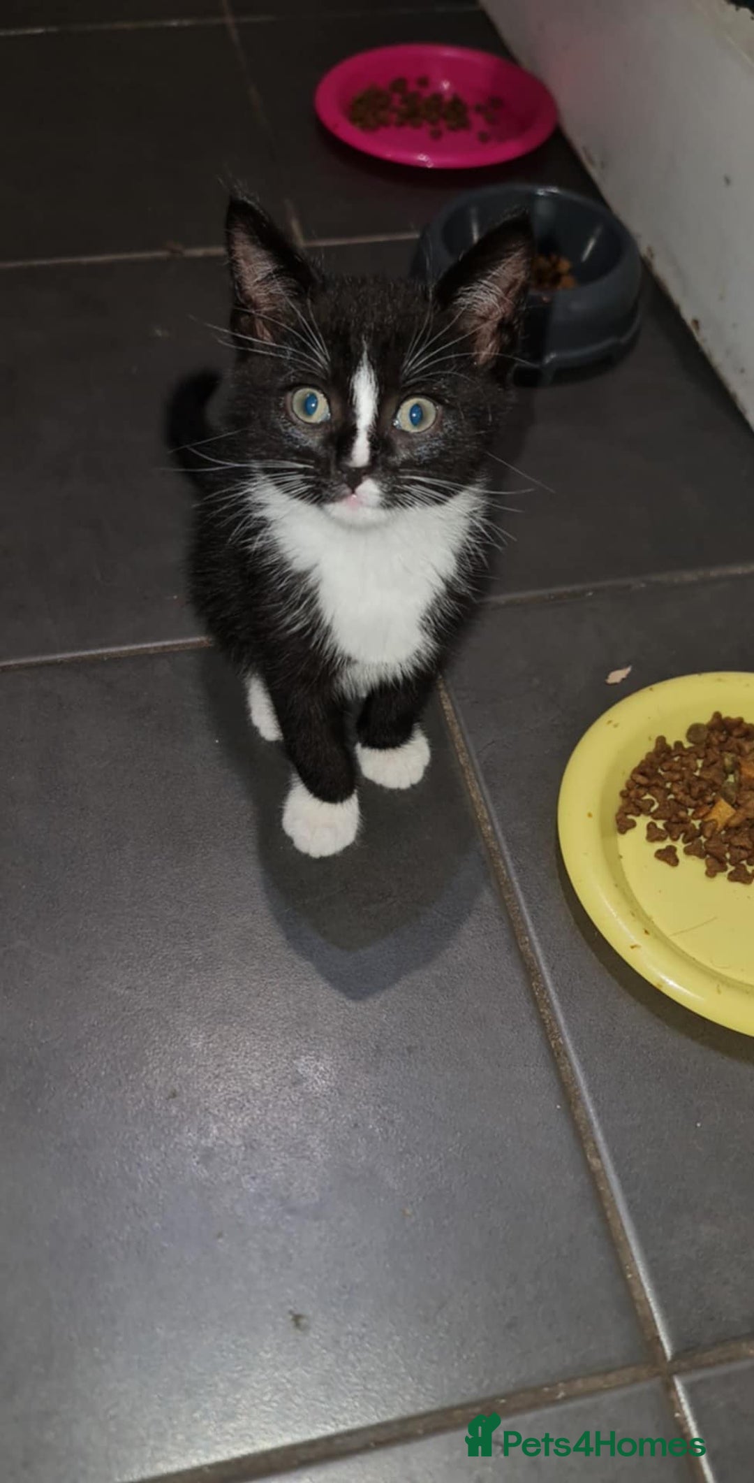 Mixed Breed cats for sale: 4 kittens looking for forever homes  - Image 6