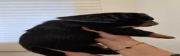 Rottweiler dogs for sale: Beautiful KC Rottweiler puppies. 2 boys, 4 girls in Brierley Hill - Advert 16