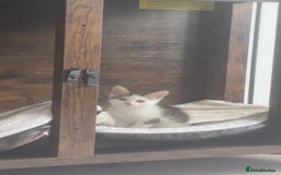 Mixed Breed cats for sale: 4 beautiful kittens  - Image 9