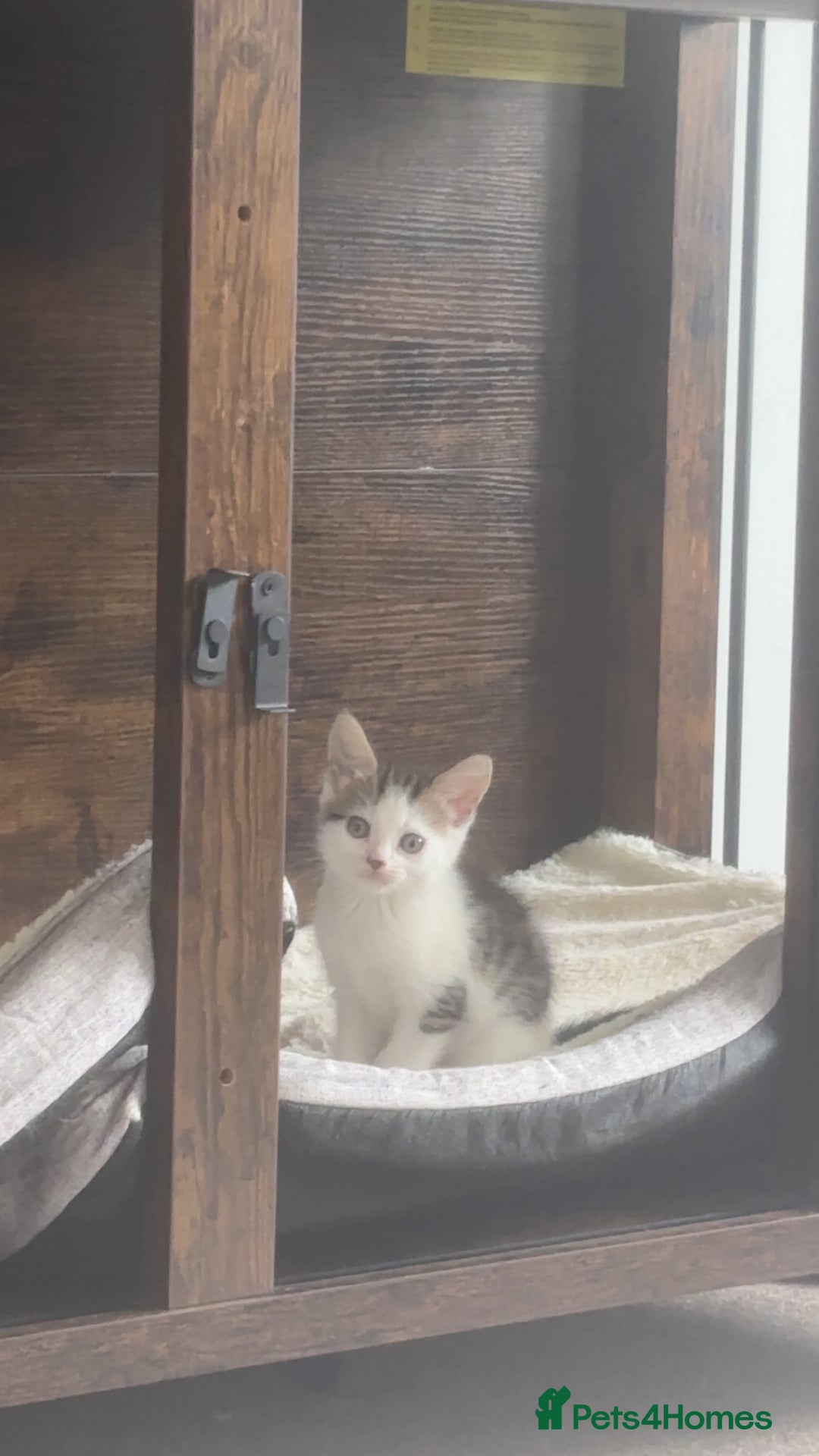 Mixed Breed cats for sale: 4 beautiful kittens  - Image 9