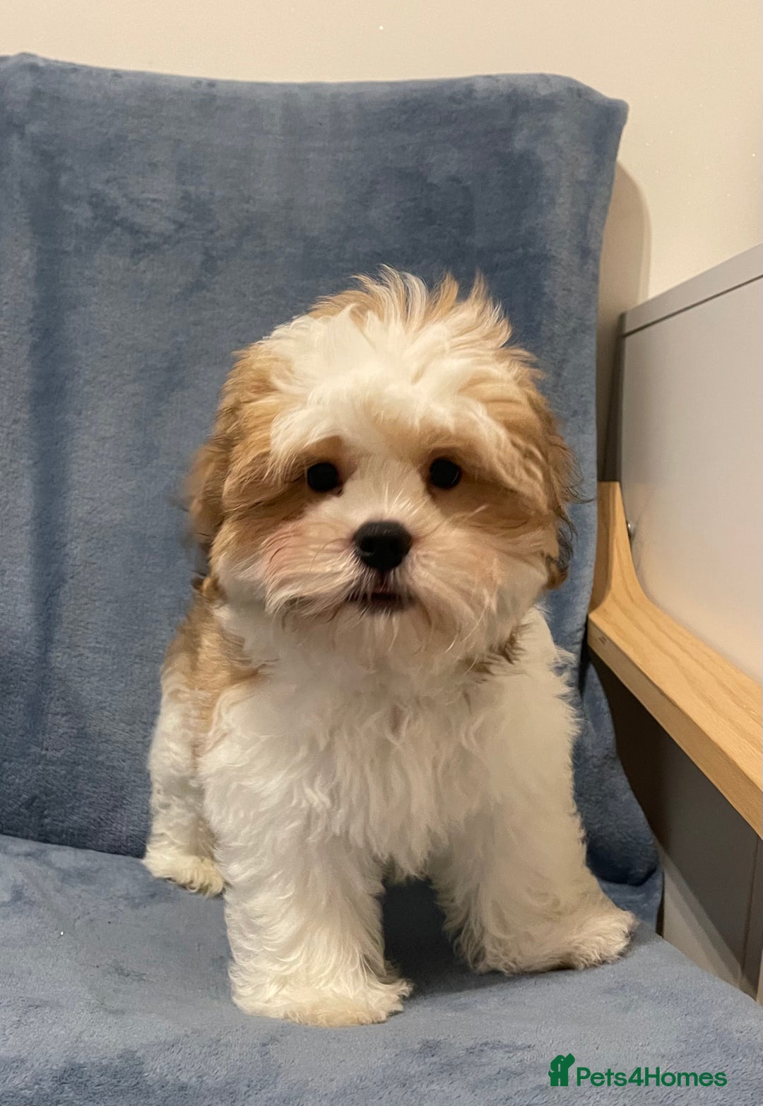 Shih Tzu dogs for sale: Standard pure bred Girl puppy. - Advert 31