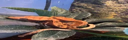 Gecko reptiles for sale: Crested gecko  in Epsom - Advert 1