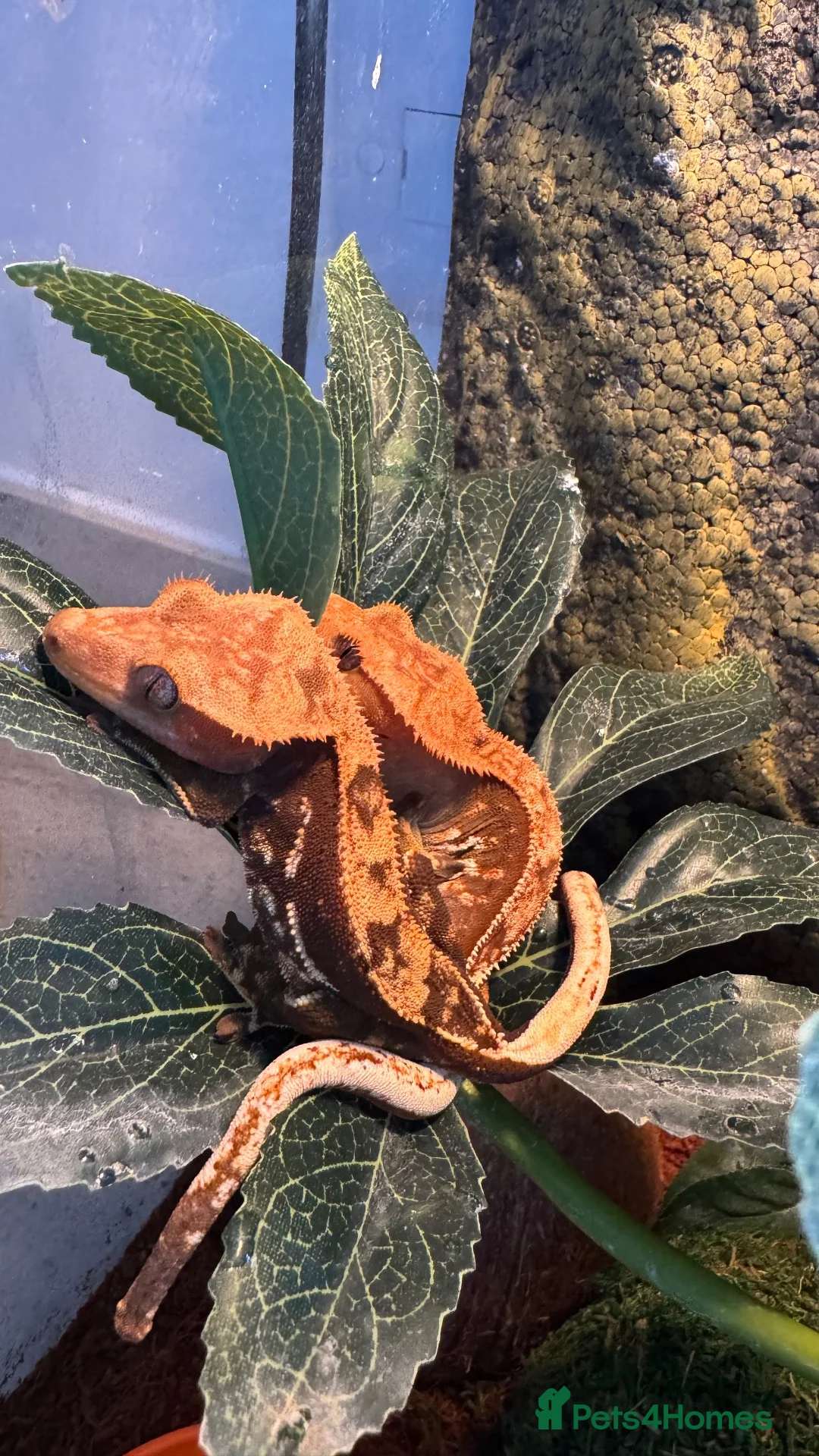 Gecko reptiles for sale: Crested gecko  in Epsom - Advert 1