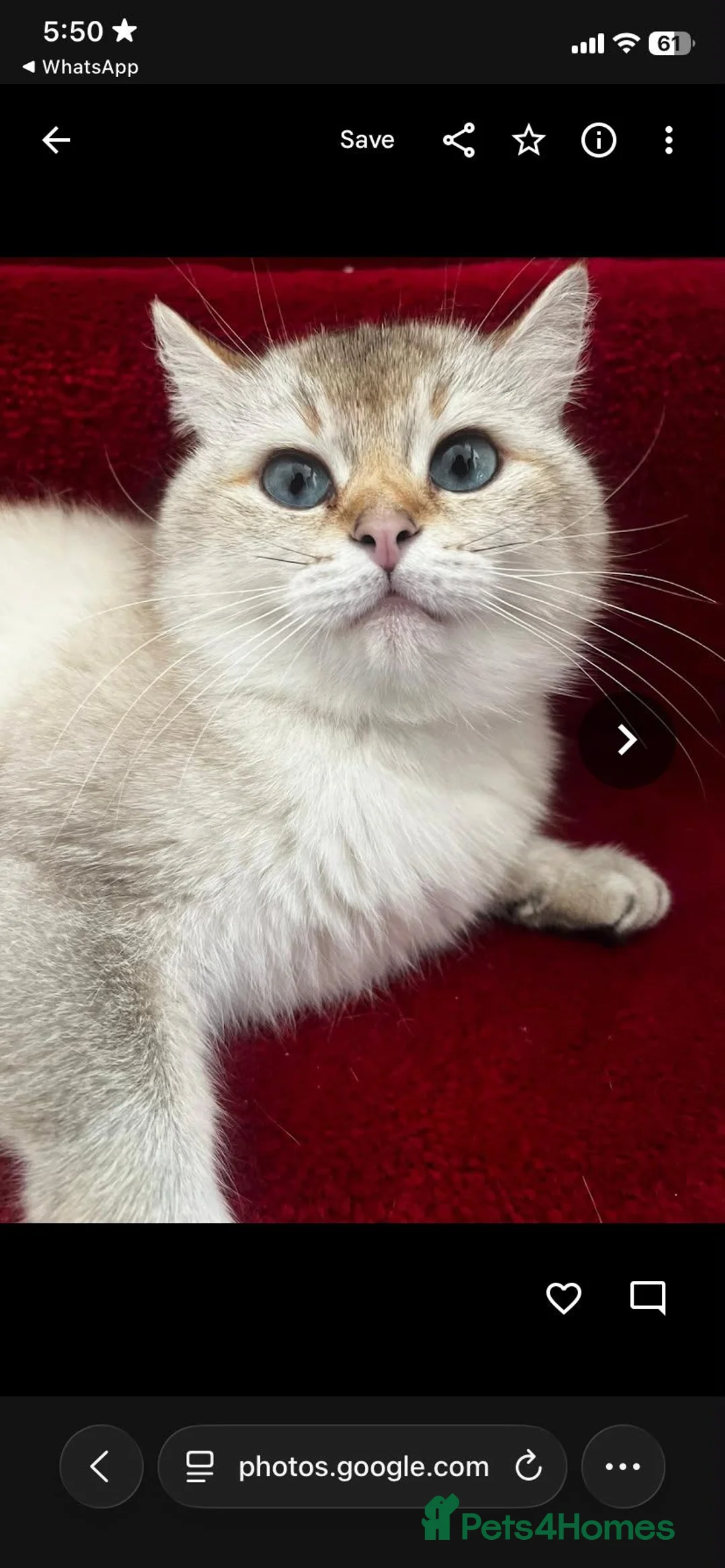 British Shorthair cats for sale: Pure British Short hair female kitten in Leicester - Advert 5
