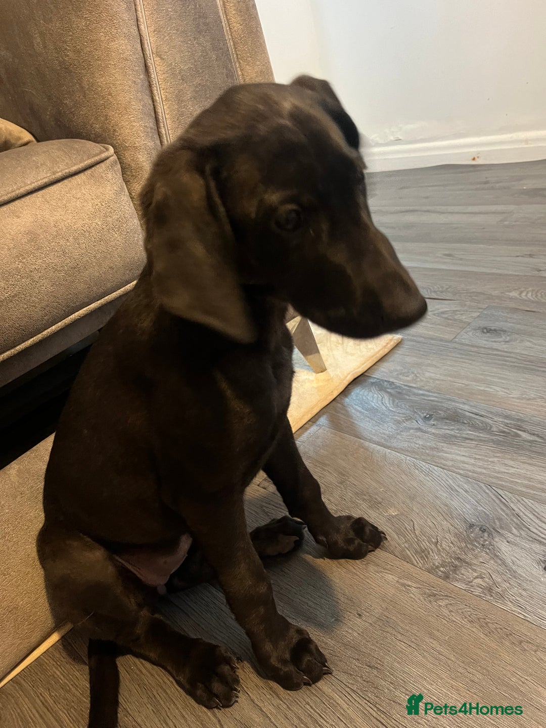 Mixed Breed dogs for sale: Weimaraner/deerhound  - Image 7