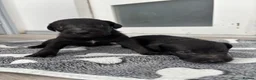Mixed Breed dogs for sale: 8 Bedlington/Whippet Puppies - Advert 14