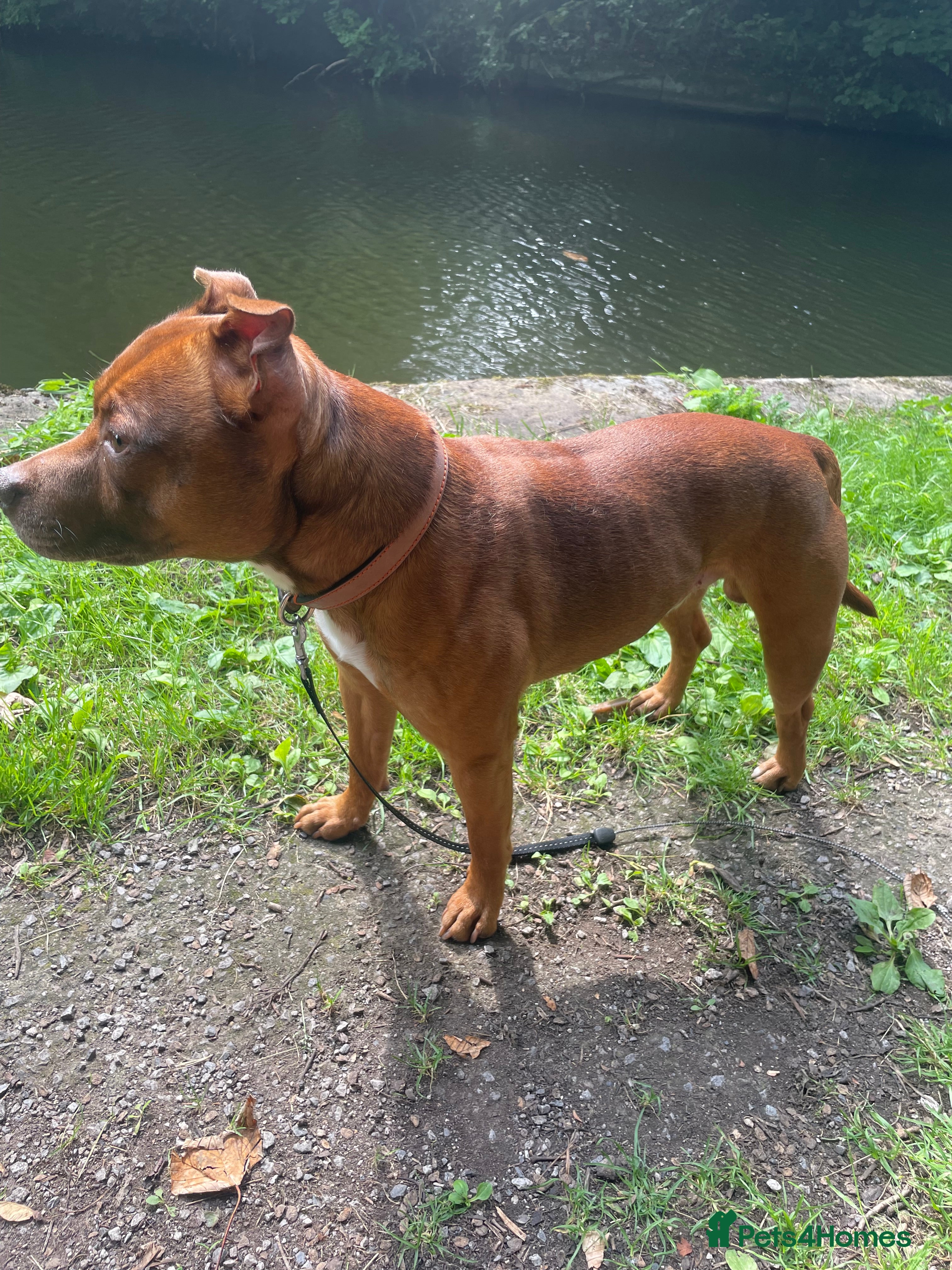 Staffordshire Bull Terrier dogs Stud  - Advert 18