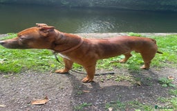 Staffordshire Bull Terrier dogs for stud: Stud  - Image 1