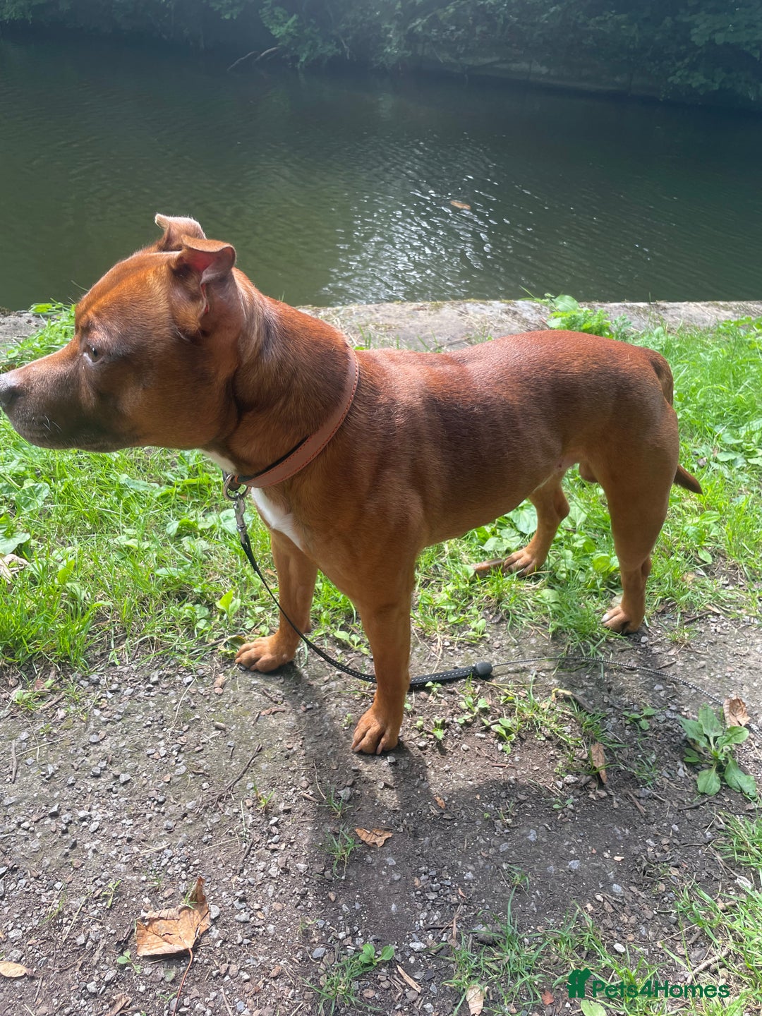 Staffordshire Bull Terrier dogs for stud: Stud  - Image 1