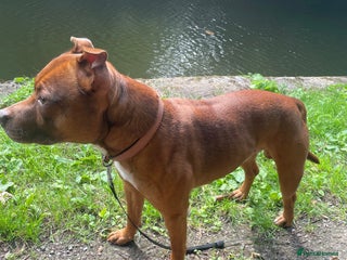 Staffordshire Bull Terrier dogs - Advert 34