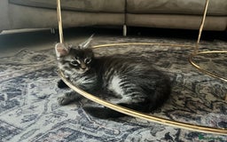 Maine Coon cats for sale: Maine Coon Kittens for Sale 4 Boys Left  - Image 3