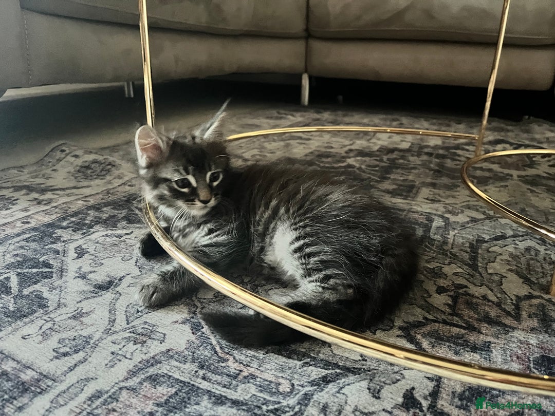 Maine Coon cats for sale: Maine Coon Kittens for Sale 4 Boys Left  - Image 3