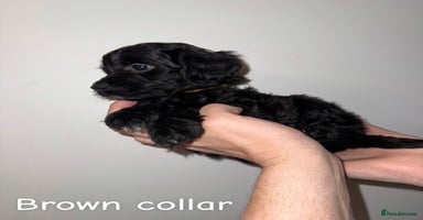 Cockapoo dogs - Advert 3