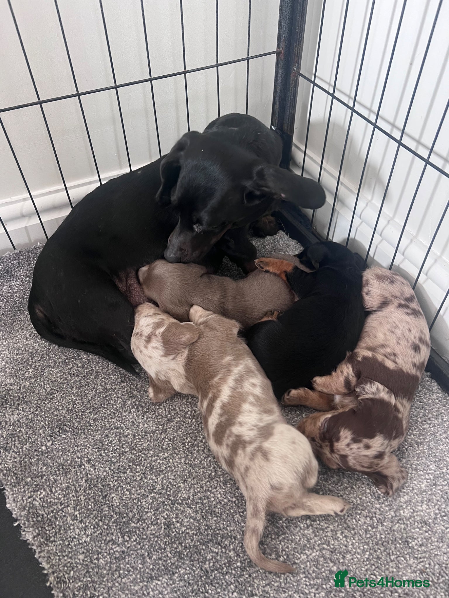 Miniature Dachshund dogs Miniature Dashound’s puppy’s  - Advert 2