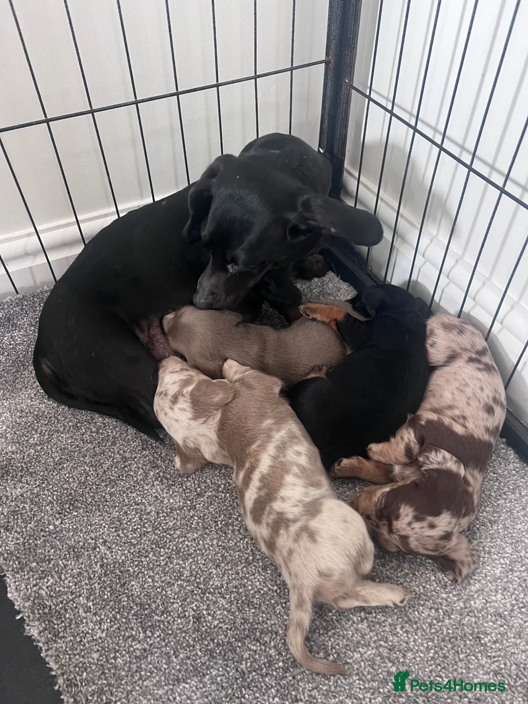 Miniature Dachshund dogs for sale: Miniature Dashound’s puppy’s  - Advert 2