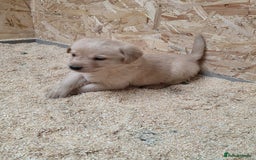 Labrador Retriever dogs for sale: Labrador Puppies black gold and chocolate  - Image 11