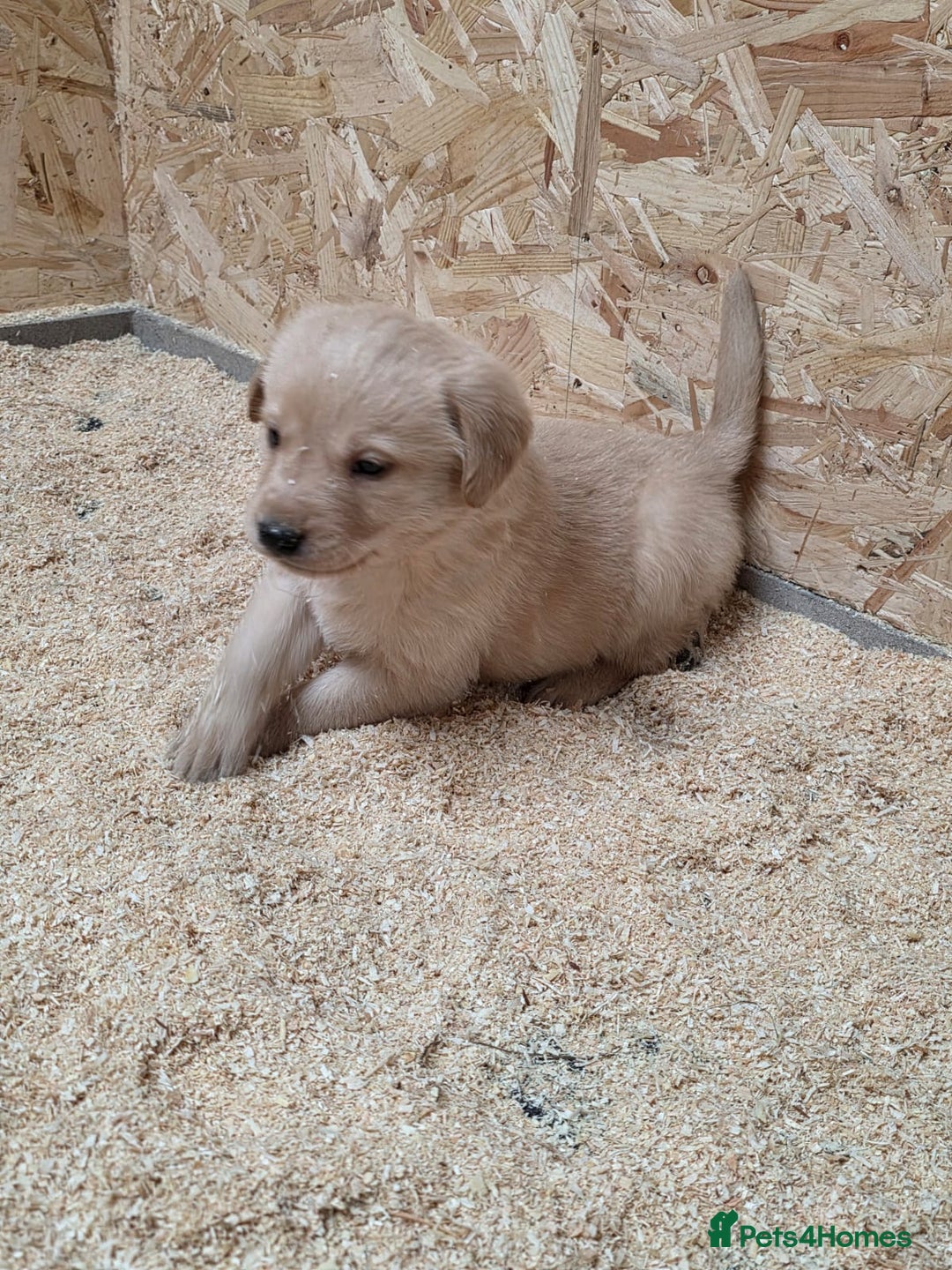 Labrador Retriever dogs for sale: Labrador Puppies black gold and chocolate  - Image 11