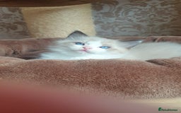 Ragdoll cats for sale: Last beautiful Snowleopard boy available  - Image 9