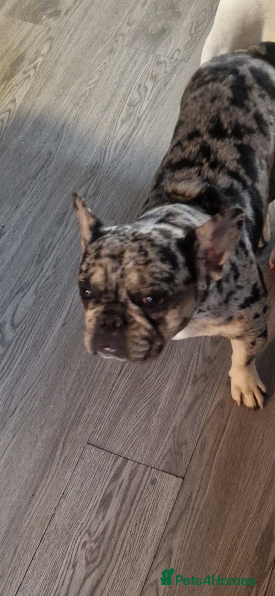 French Bulldog dogs  Lilac Merle French bulldog  - Advert 4
