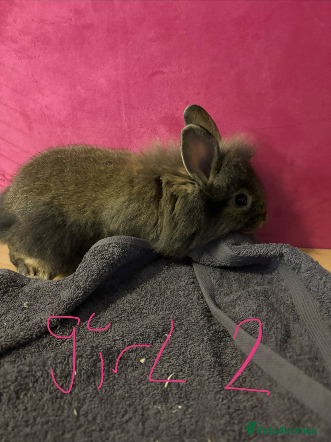 Lionhead rabbits for sale: Beautiful lionhead bunnies  - Advert 14