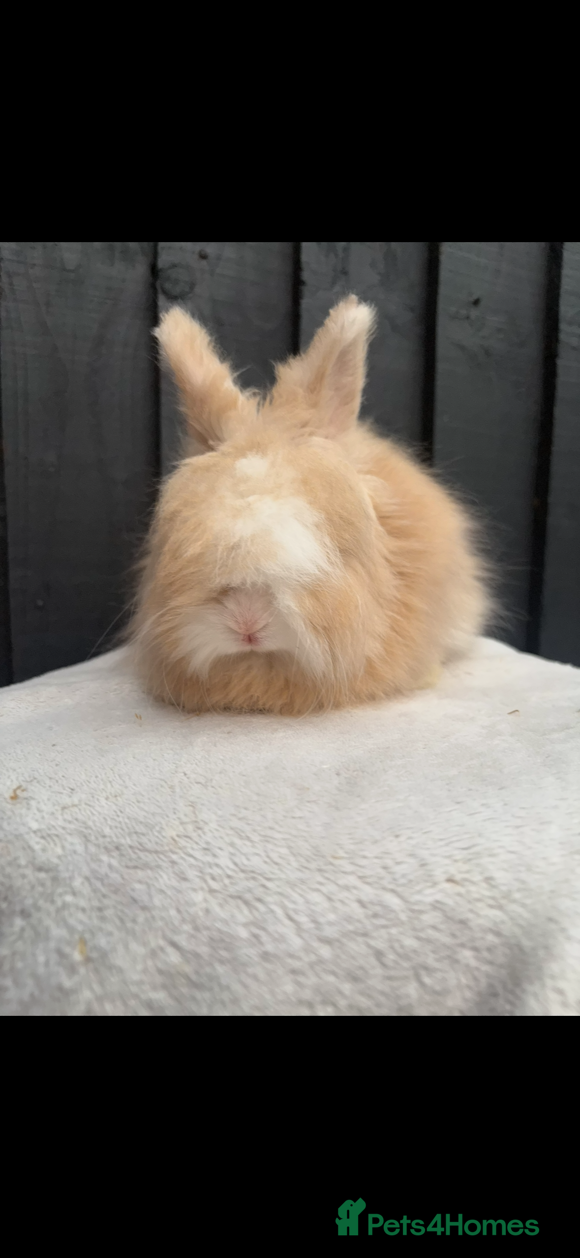 Angora rabbits Gorgeous fluffy little angora baby bunnies - Advert 1