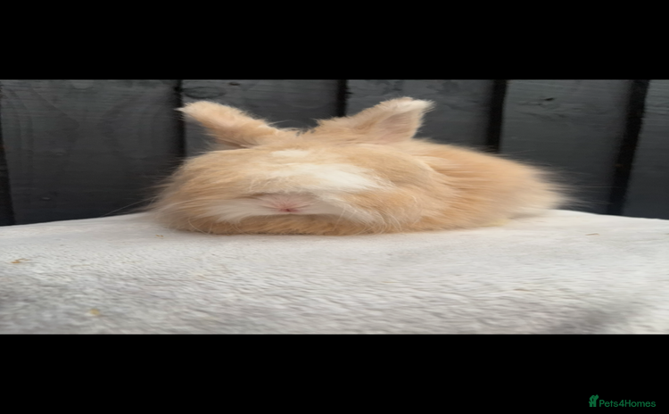 Angora rabbits - Advert 3