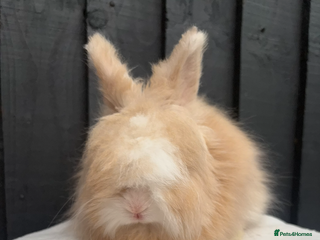 Angora rabbits Gorgeous fluffy little angora baby bunnies - Advert 1