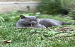 Brazilian Shorthair cats for sale: British shorthair boy - Image 2
