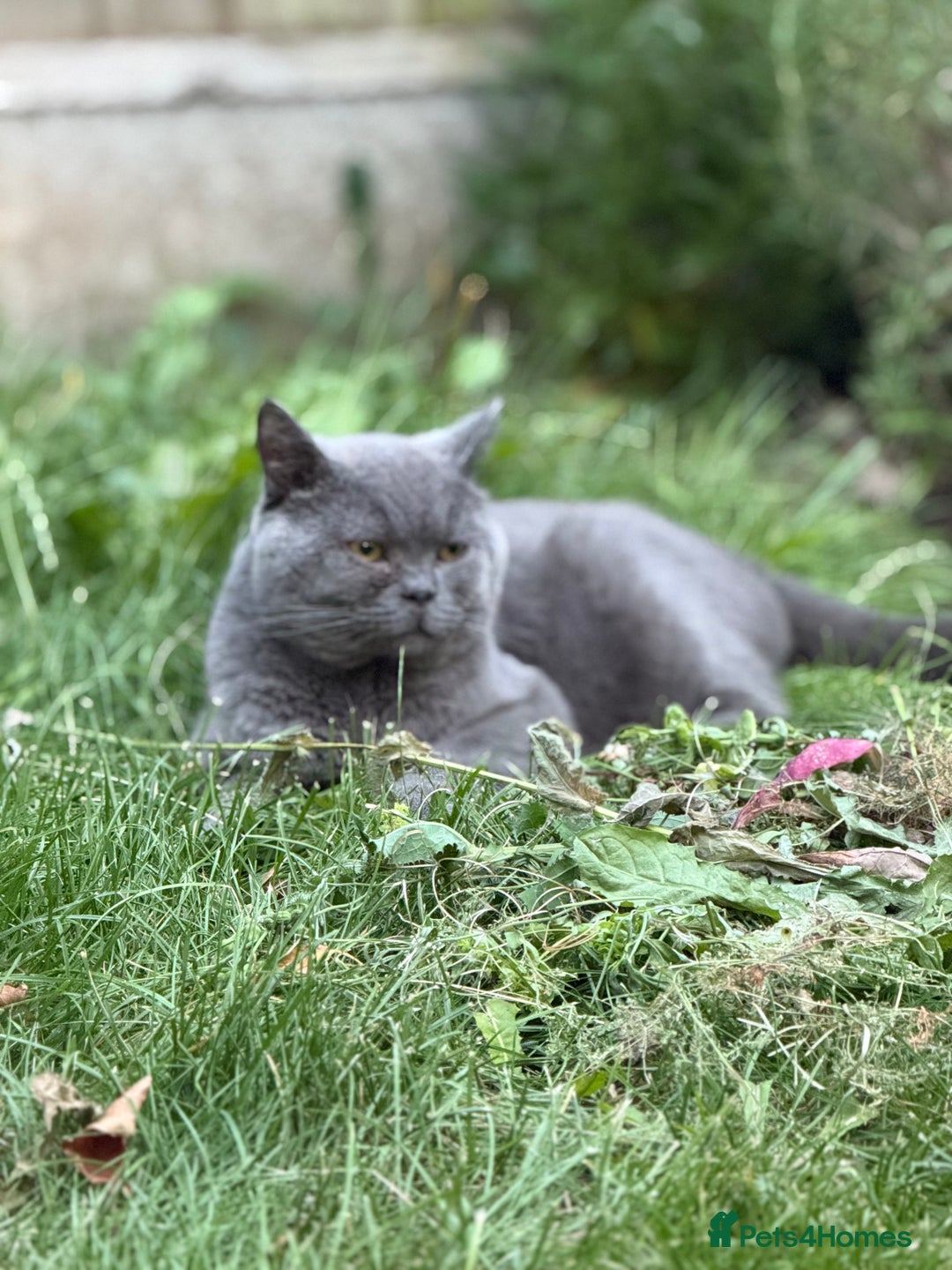 Brazilian Shorthair cats for sale: British shorthair boy - Image 2