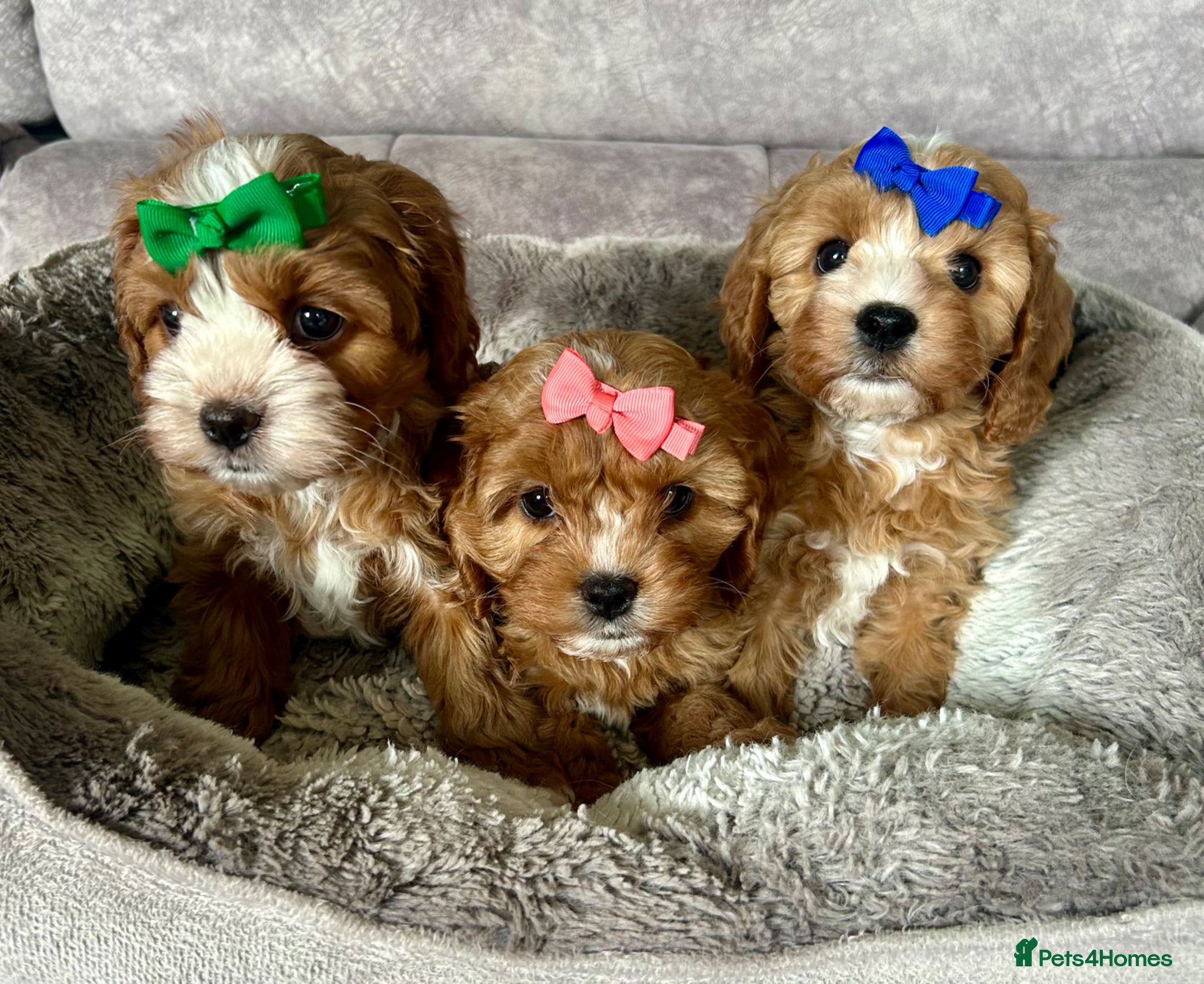 Cavapoo dogs Beautiful Red F1 Cavapoo Puppies  - Advert 1